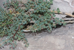 Euphorbia cinerascens