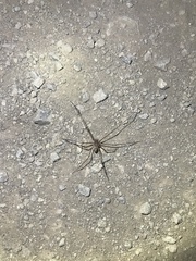 Scytodes globula