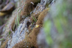 Dendrobium striolatum