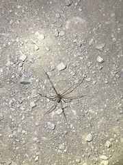 Scytodes globula