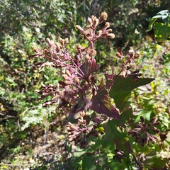 Ageratina deltoidea