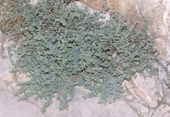 Euphorbia cinerascens