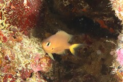 Pycnochromis atripes