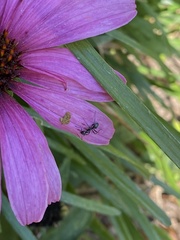 Formica fusca