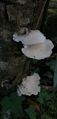 Pleurotus pulmonarius