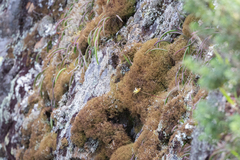 Dendrobium striolatum