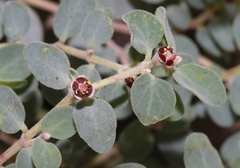 Euphorbia cinerascens