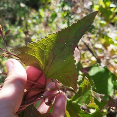 Ageratina deltoidea