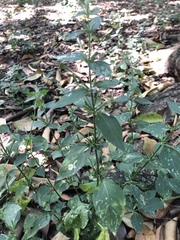 Dicliptera peduncularis