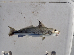 Menticirrhus saxatilis