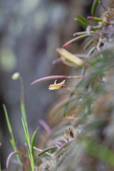 Dendrobium striolatum