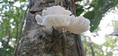 Pleurotus pulmonarius