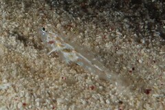 Fusigobius duospilus