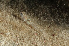 Fusigobius duospilus