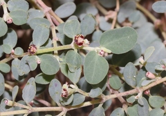 Euphorbia cinerascens