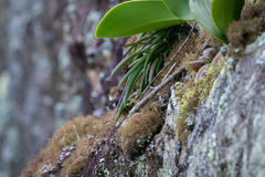 Dendrobium striolatum