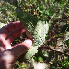 Ageratina deltoidea