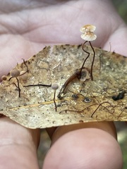 Collybiopsis quercophila