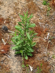 Dittrichia graveolens