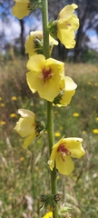 Verbascum virgatum