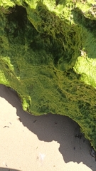 Ulva
