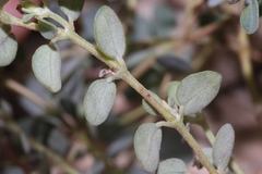 Euphorbia cinerascens