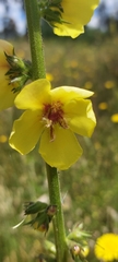 Verbascum virgatum
