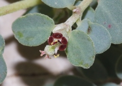 Euphorbia cinerascens