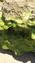 Ulva