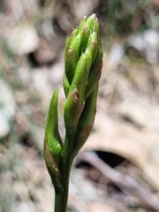 Cryptostylis
