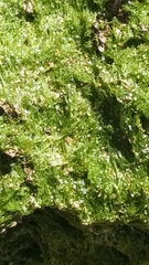 Ulva