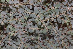 Euphorbia cinerascens