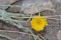 Baileya multiradiata
