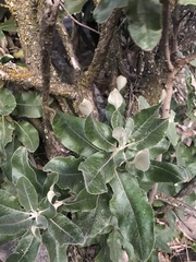 Acrisione denticulata