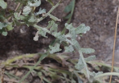Baileya multiradiata