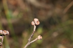Eucalyptus tindaliae