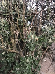 Acrisione denticulata