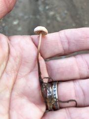 Paragymnopus sequoiae