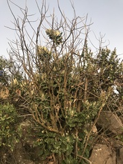 Acrisione denticulata