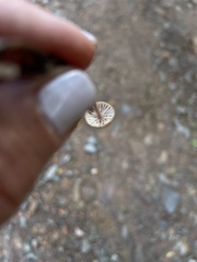 Paragymnopus sequoiae