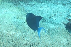 Odonus niger