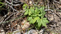 Acer glabrum