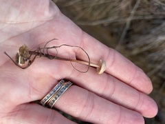 Paragymnopus sequoiae