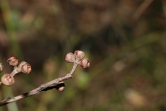 Eucalyptus tindaliae