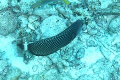 Novaculichthys taeniourus
