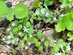 Stellaria pubera