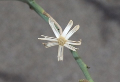Porophyllum scoparium