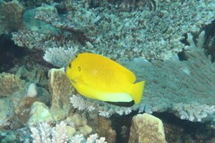 Apolemichthys trimaculatus