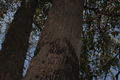Eucalyptus tindaliae