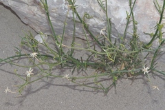 Porophyllum scoparium